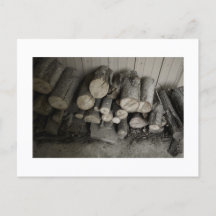 Approachable Wolf Post Card Print