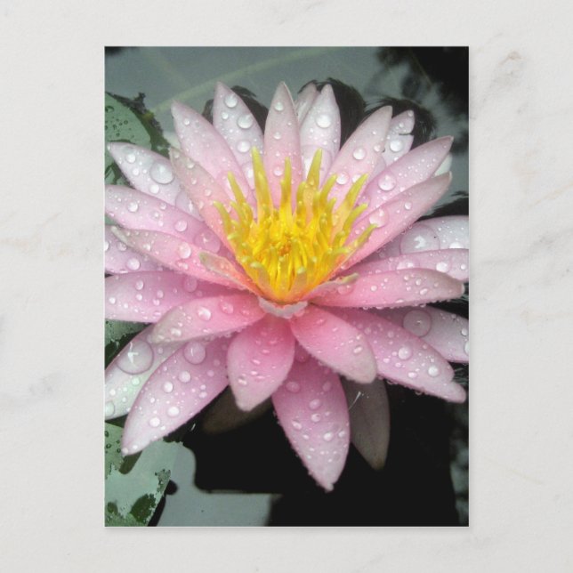 Carte Postale Après la pluie (Devant)