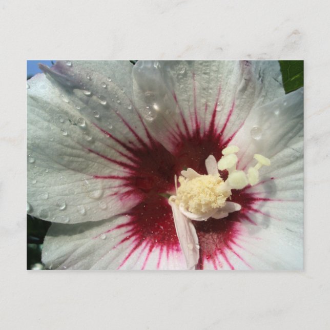 Carte Postale Après la pluie (Devant)