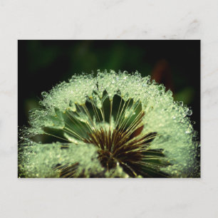 Carte Postale Après la pluie - Dandelion avec gouttelettes