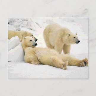 Carte Postale Après Le Dîner Ours