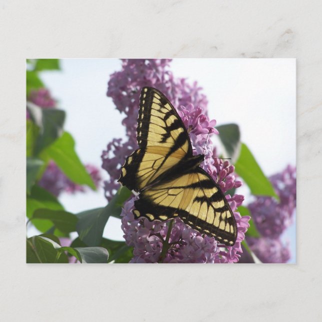 Carte Postale Après-midi de la lavande (Devant)