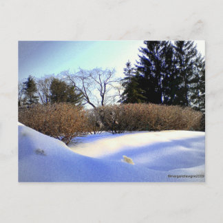 Carte Postale Après une tempête de glace