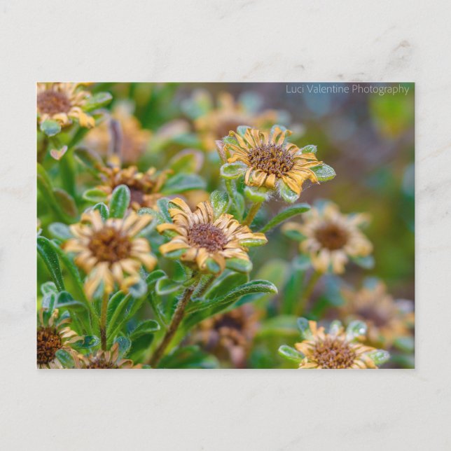 Carte Postale AprèsBloom (Devant)