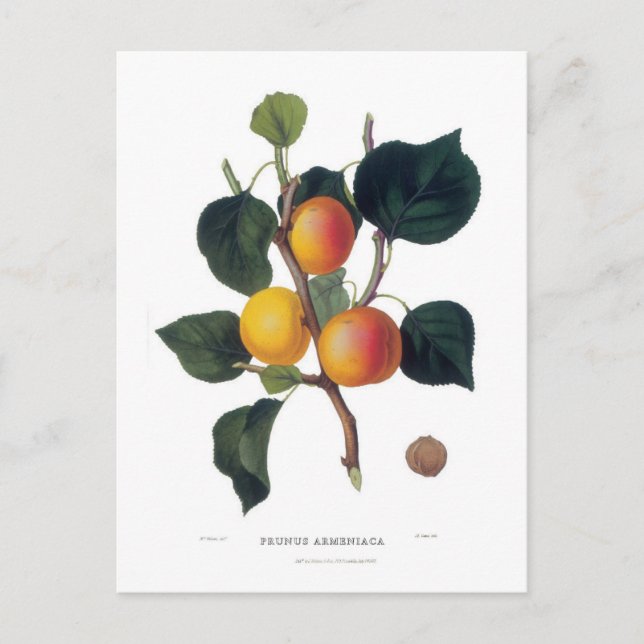 Carte Postale Apricot (Devant)