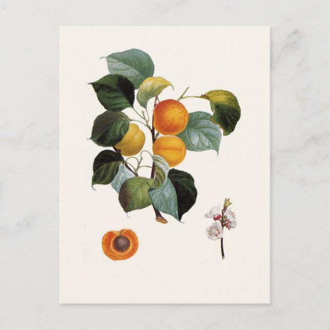 Carte Postale Apricot (Devant)