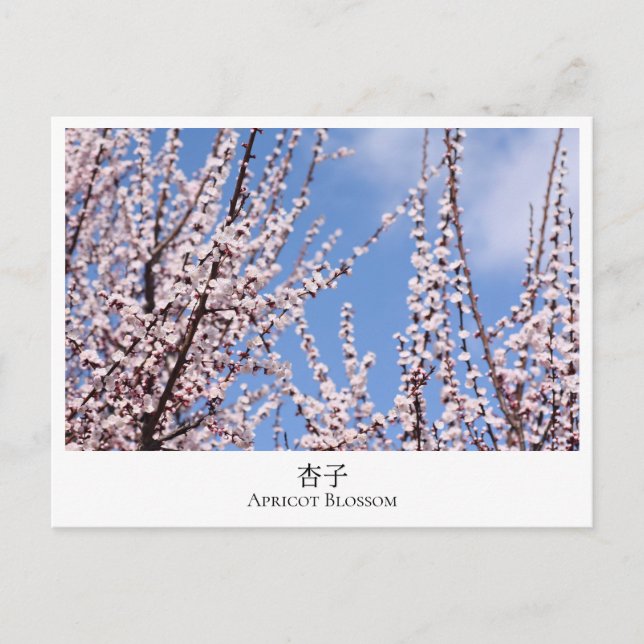 Carte Postale Apricot Blossom (Devant)
