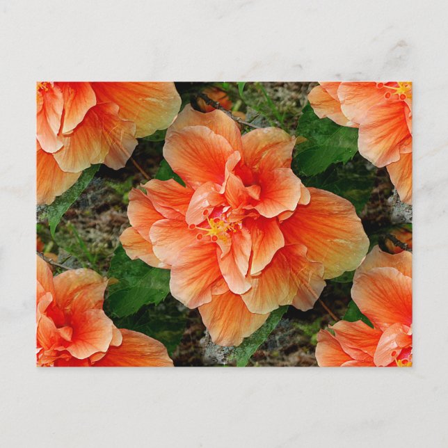 Carte Postale Apricot Hibiscus Fleur tropicale (Devant)