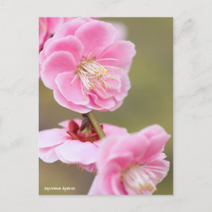 Carte Postale Apricot japonais [Carte postale]