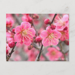 Carte Postale Apricot japonais [Carte postale]