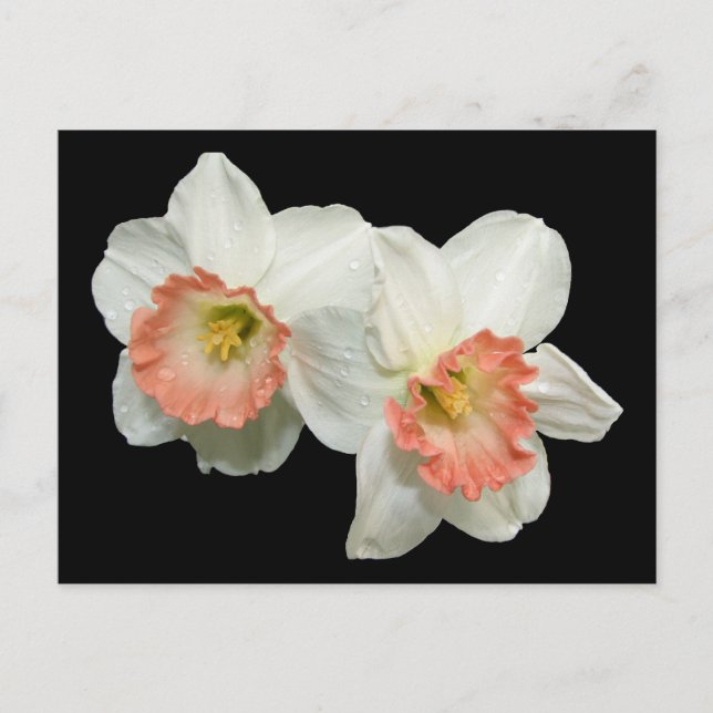 Carte Postale Apricot/Jonquils blancs/Daffodiques (Devant)