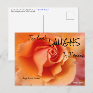 Carte Postale Apricot Peach Rose Flower Close Up