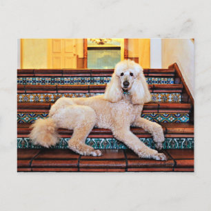 Carte Postale Apricot Standard Poodle - Bocelli