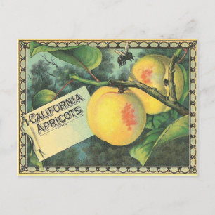 Carte Postale Apricots californiens