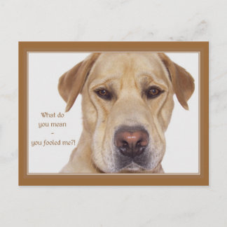 Carte Postale April fool's day drôle Labrador
