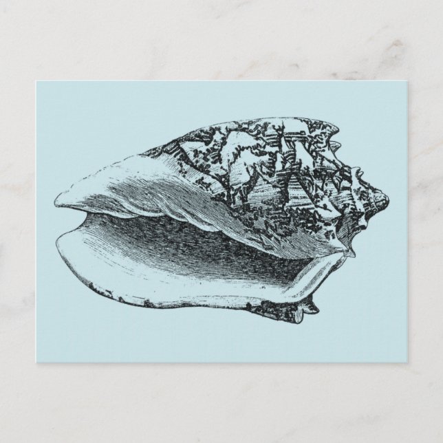 Carte Postale Aqua Conch Shell (Devant)