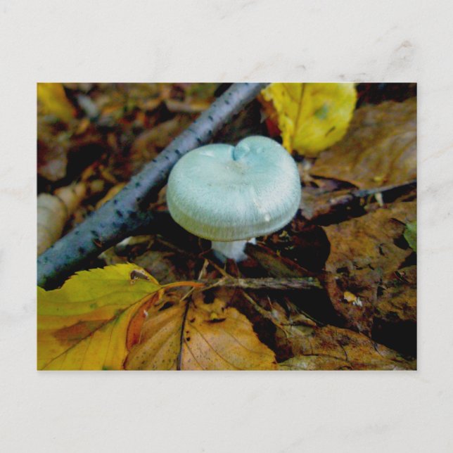 Carte postale Aqua Mushroom (Devant)