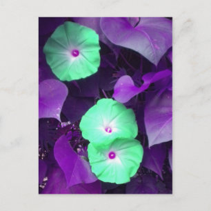 Carte postale Aqua N Violet Morning Glory