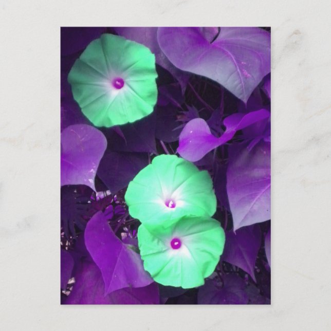 Carte postale Aqua N Violet Morning Glory (Devant)