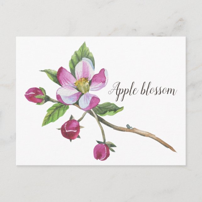 Carte Postale Aquarelle Apple Blossom Botanique (Devant)