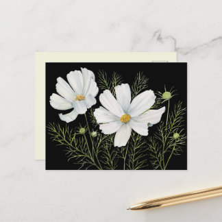 Carte Postale Aquarelle Blanc Cosmos Fleurs Peinture Botanique