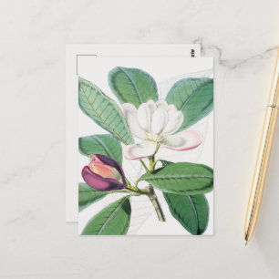 Carte Postale Aquarelle Botanique Blanc Magnolia & Feuilles vert