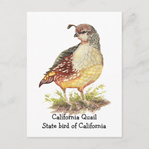 Carte Postale Aquarelle California Quail State