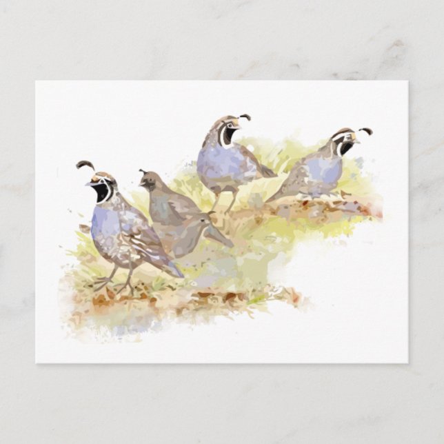 Carte Postale Aquarelle Californie Quail Bird Nature Art (Devant)