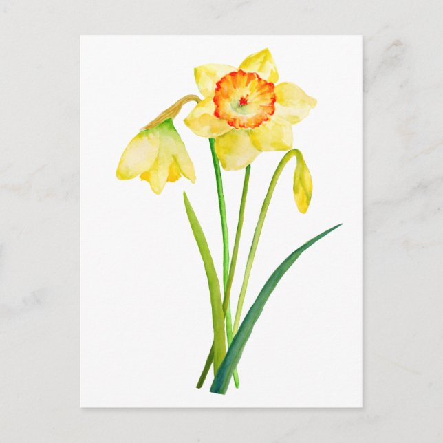 Carte Postale Aquarelle Daffodiles Jaunes Fleurs de printemps (Devant)