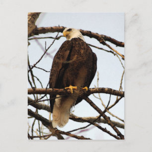 Carte Postale Aquarelle d'aigle à tête blanche