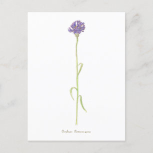 Carte Postale Aquarelle de Cornflower