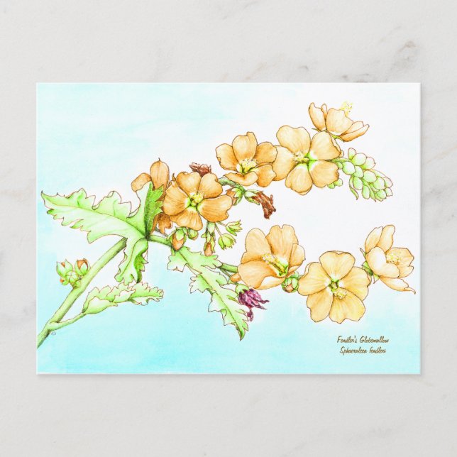 Carte Postale Aquarelle de fleur sauvage botanique, globemallow (Devant)