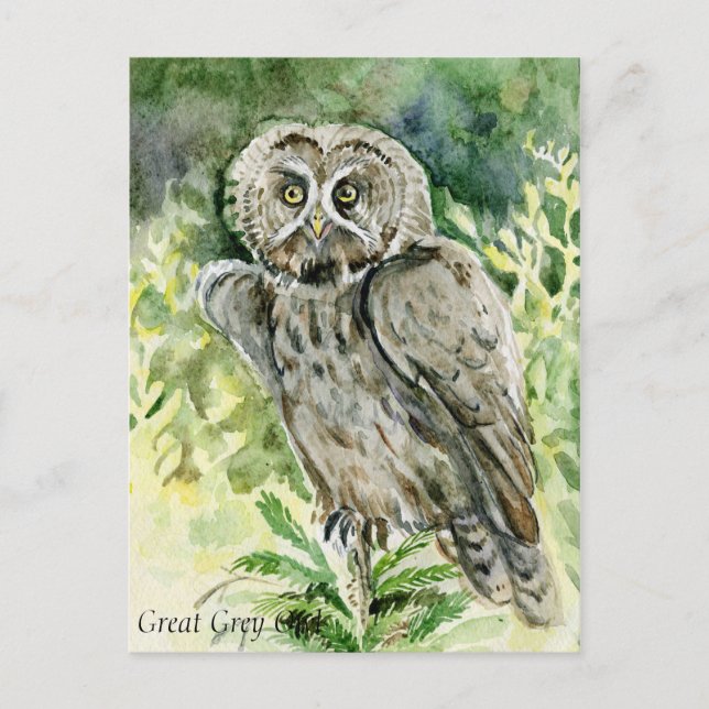 Carte Postale Aquarelle de la chouette grise (Devant)