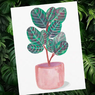 Carte Postale Aquarelle du Plante de prière Calathea