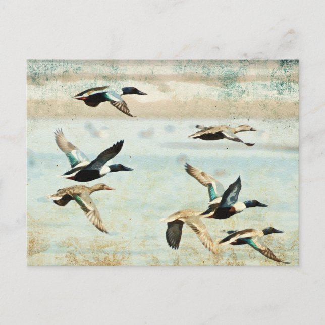 Carte postale Aquarelle Flying Ducks (Devant)