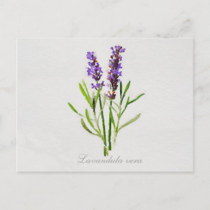 Carte Postale Aquarelle Lavandula Vera