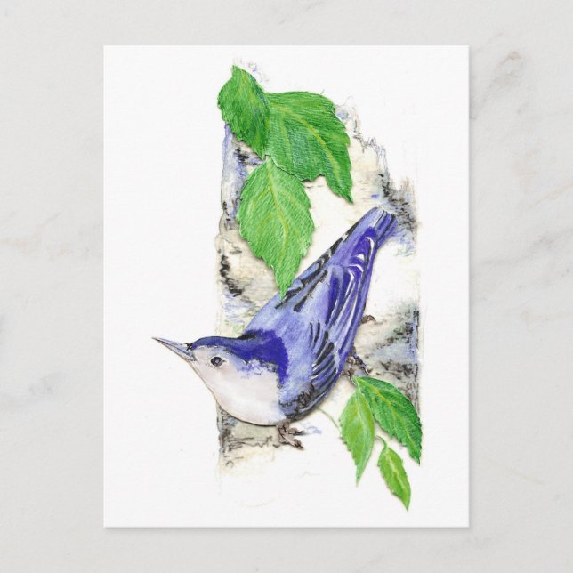 Carte Postale Aquarelle Nuthatch à poitrine blanche - Oiseau (Devant)