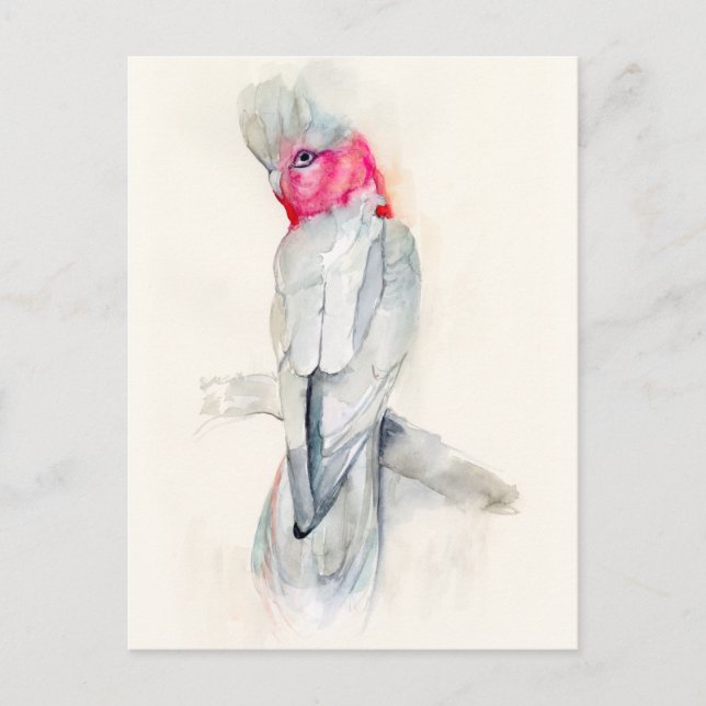 Carte Postale Aquarelle Opera Cockatoo (Devant)