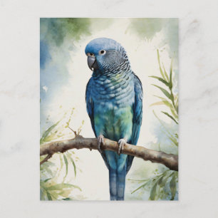 Carte Postale Aquarelle Parakee bleu Eucalyptus Tree