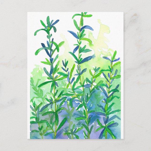 Carte Postale Aquarelle Rosemary Herbe Bleu (Devant)