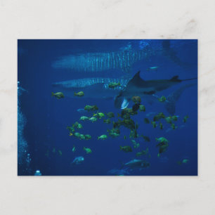 Carte Postale Aquarium