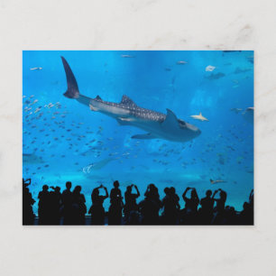 Carte Postale Aquarium