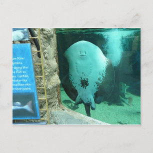 Carte Postale Aquarium Audubon des Amériques, Nouvelle-Orléans