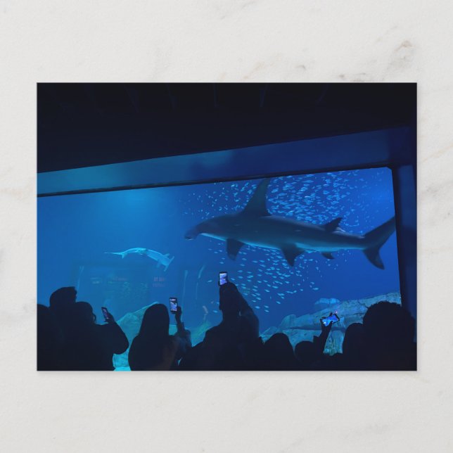 Carte Postale Aquarium Bassin des Requins Exposition  (Devant)