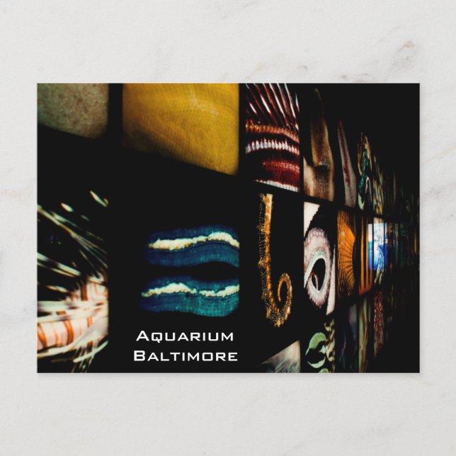 Carte Postale Aquarium de Baltimore (Devant)