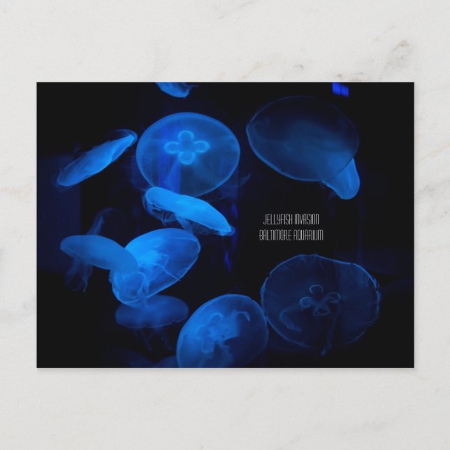 Carte Postale Aquarium de Baltimore - Invasion de méduses (Devant)