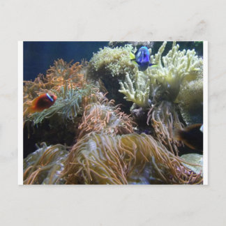 Carte Postale Aquarium Fish