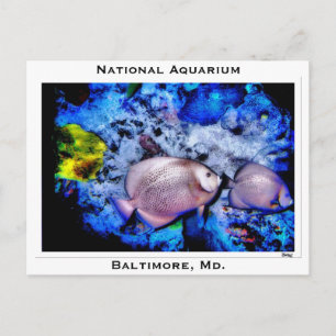 Carte Postale Aquarium National, Baltimore, Md.