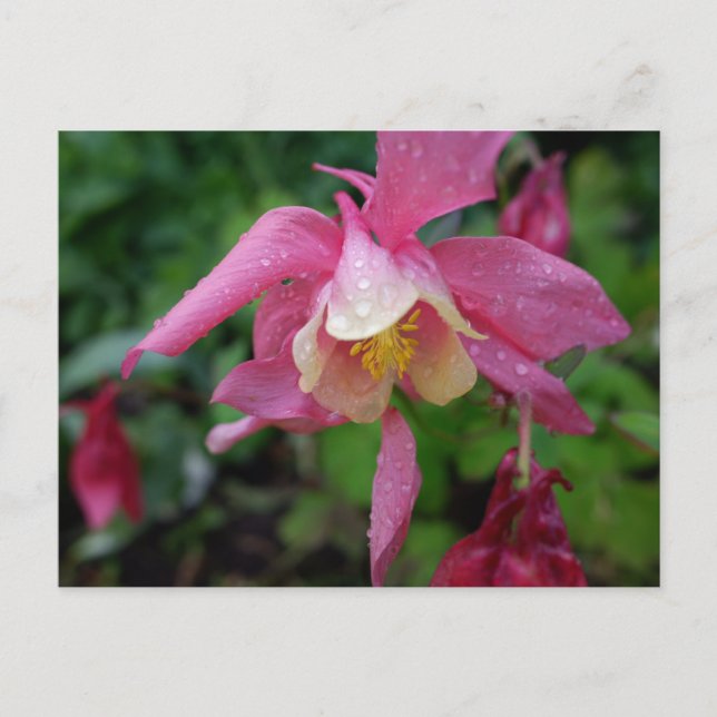 Carte Postale Aquilegia après la pluie (Devant)
