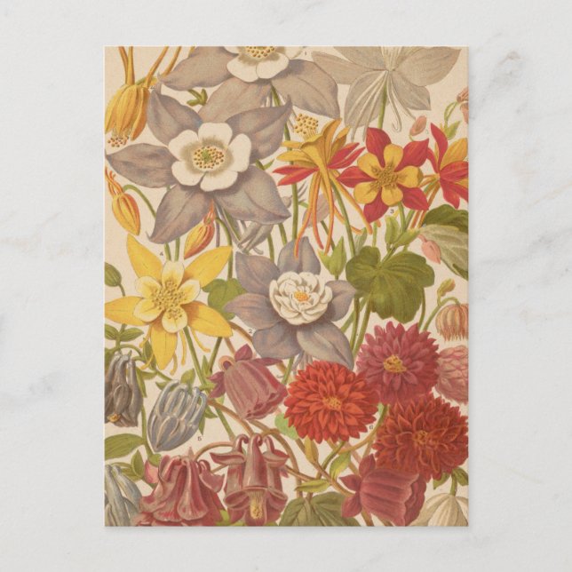 Carte Postale Aquilegia | George Nicholson (Devant)